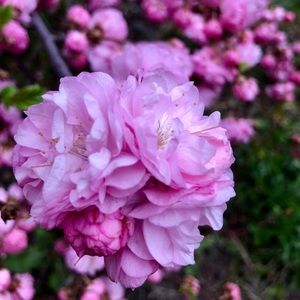 Meet your Posher, Naomi